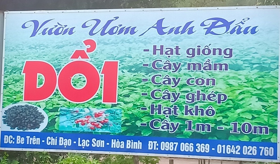 Vườn ươm anh Đẩu – Địa chỉ  cung cấp cây Dổi uy tín